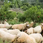 Σαλέ Acushla Original House Douro Lodões