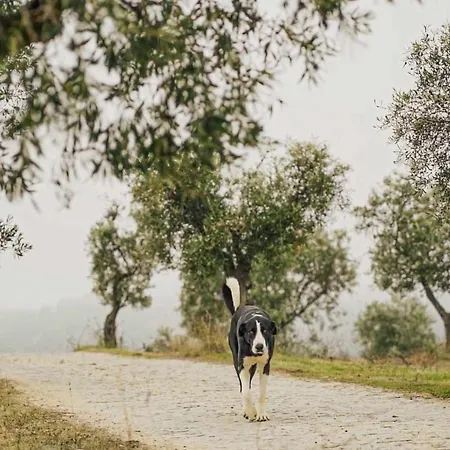 Acushla Original House Douro Σαλέ *