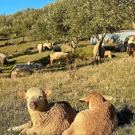 Acushla Original House Douro *