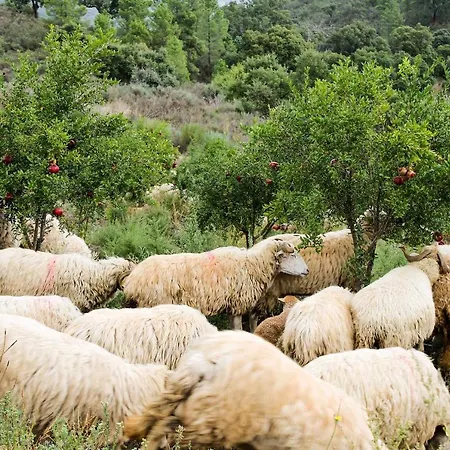 Σαλέ Acushla Original House Douro Lodões
