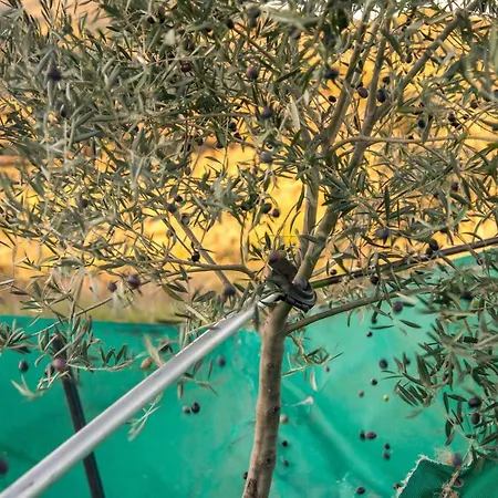 Acushla Original House Douro Lodões