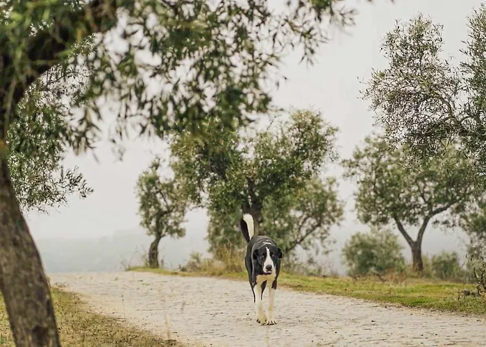 Acushla Original House Douro Chalet *