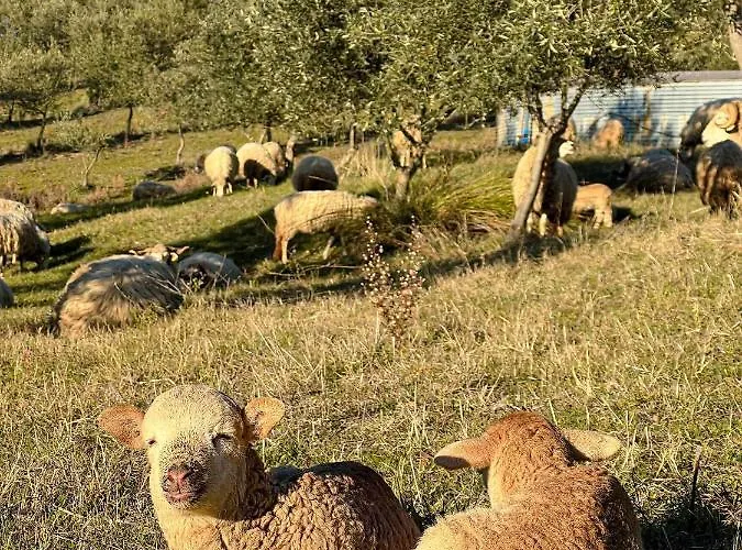 Acushla Original House Douro *