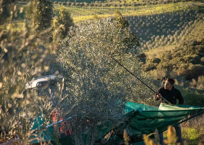 Chalet Acushla Original House Douro *