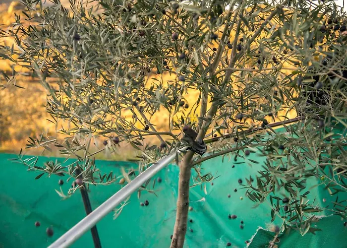 Acushla Original House Douro Lodões